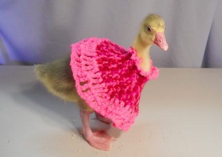 Dinah's Crocheted Dress 2