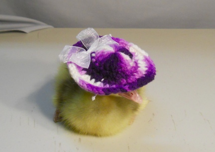 Dinah Purple Bonnet 2012-02-15