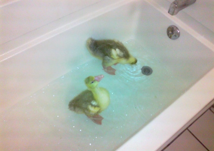 Gosling Hotel Bathtub 2012-03-01