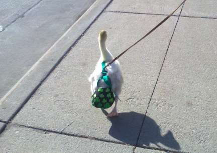 Dinah Walking on leash 2012-03-12